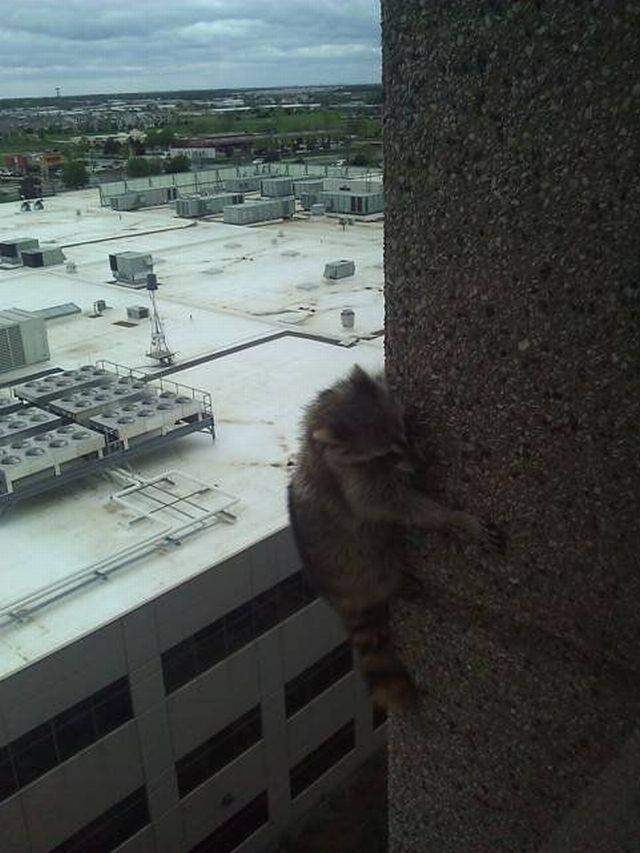 Content Image