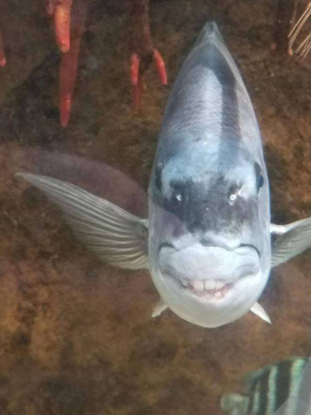 Content Image