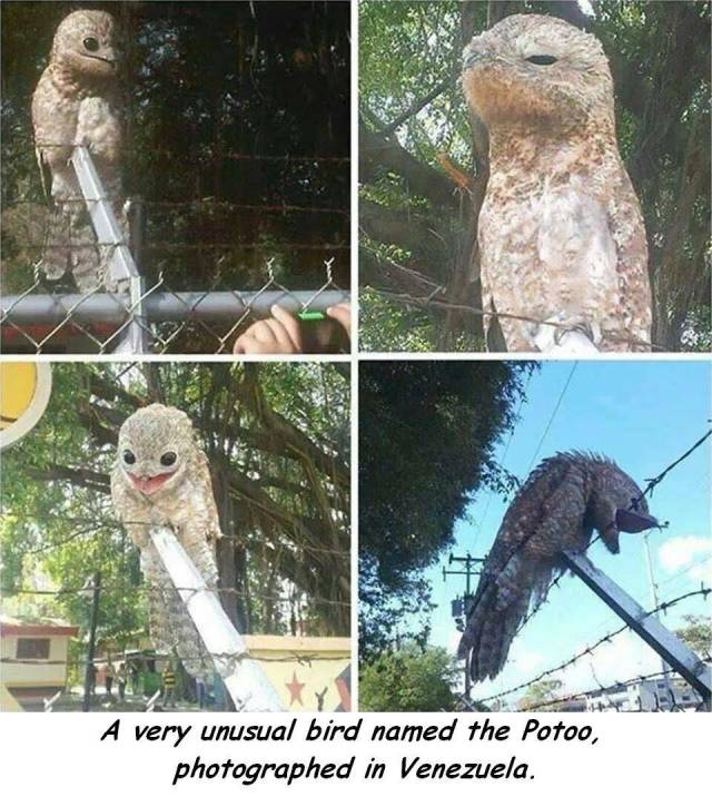 Content Image