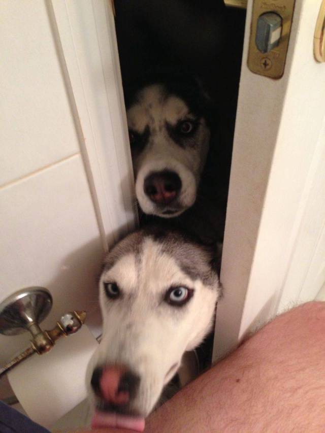 Daily Picdump