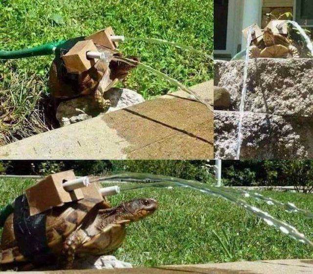 Content Image