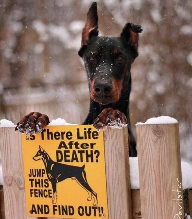 Daily Picdump