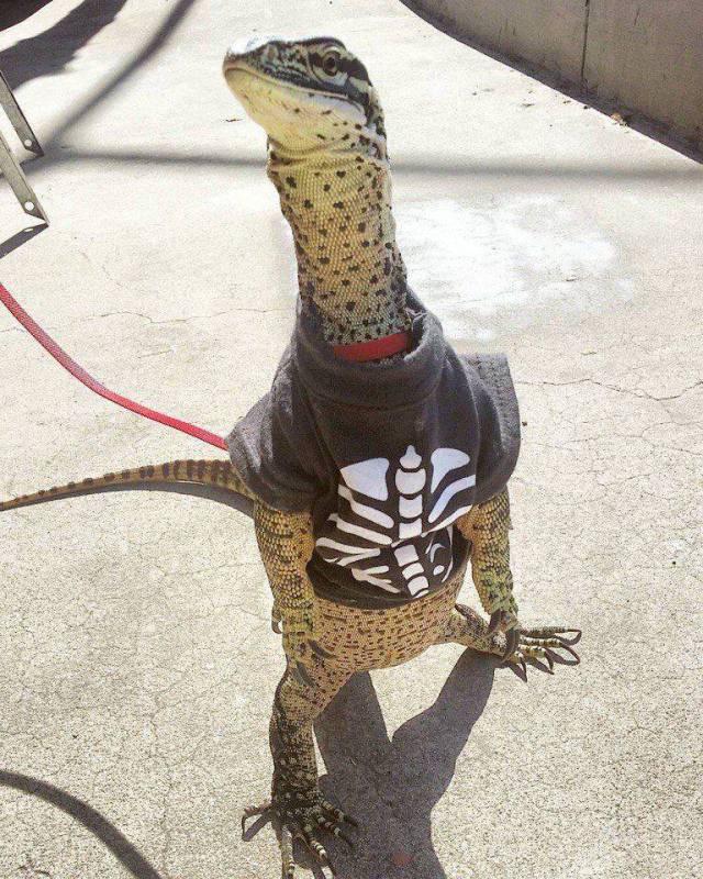 Daily Picdump
