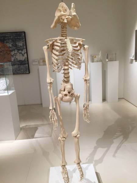 Content Image