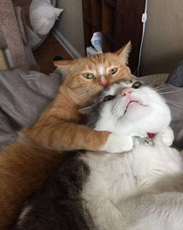 Content Image