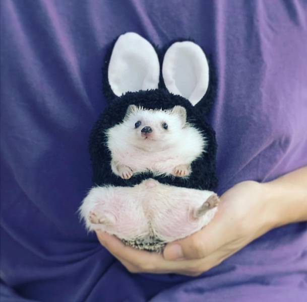 Content Image