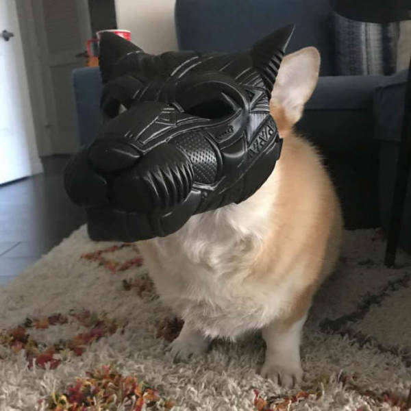 Content Image