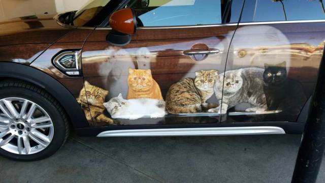 Morning Picdump