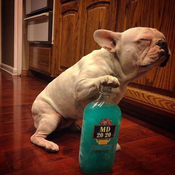 Daily Picdump