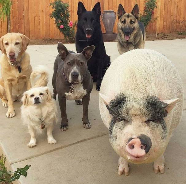 Daily Picdump