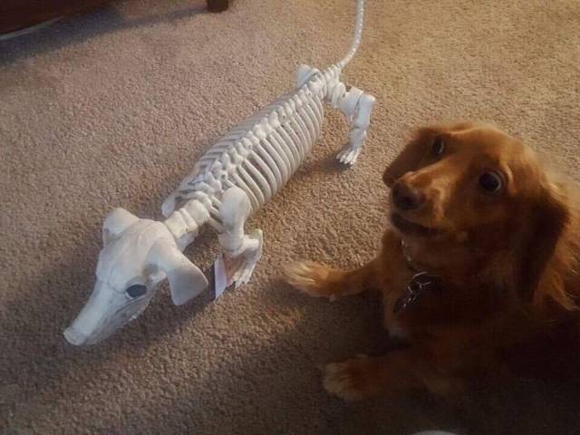 Content Image