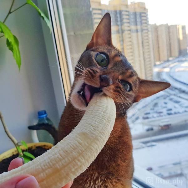 Content Image