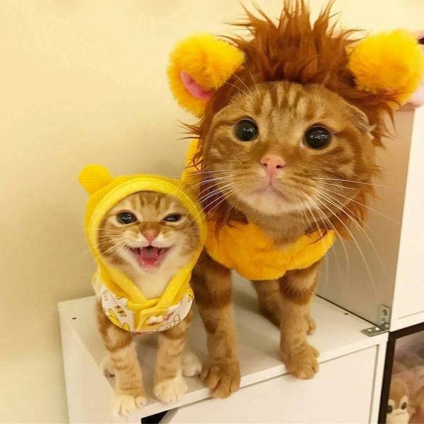 Content Image