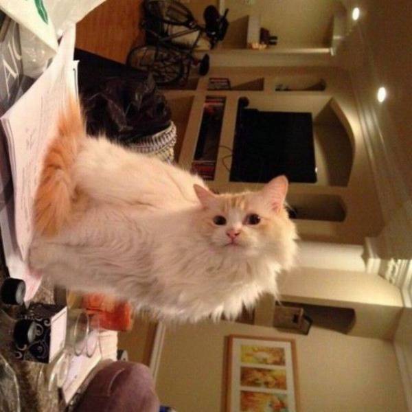 Content Image
