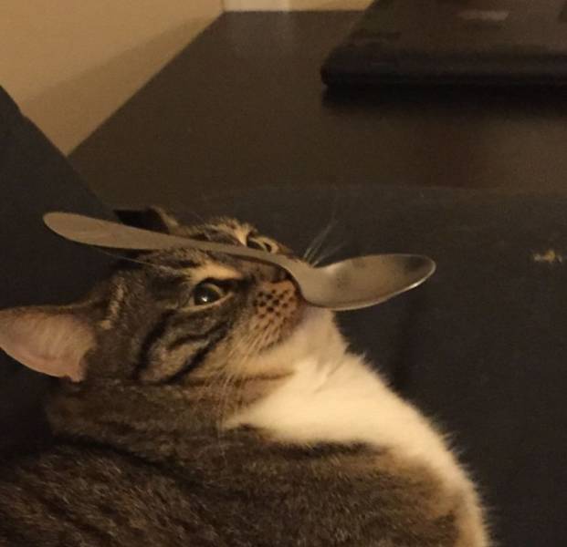 Content Image