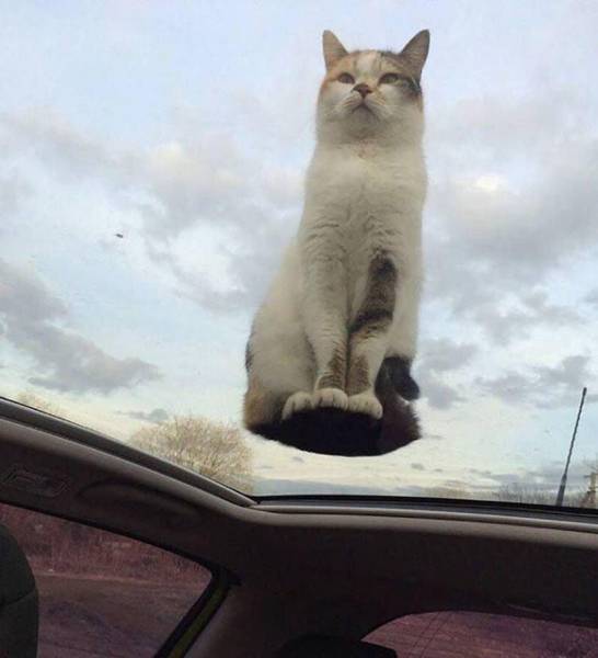 Morning Picdump