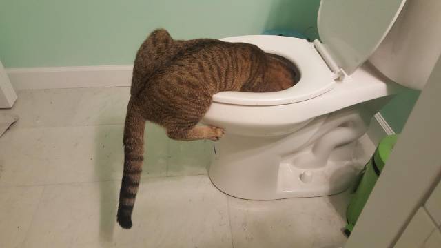 Content Image