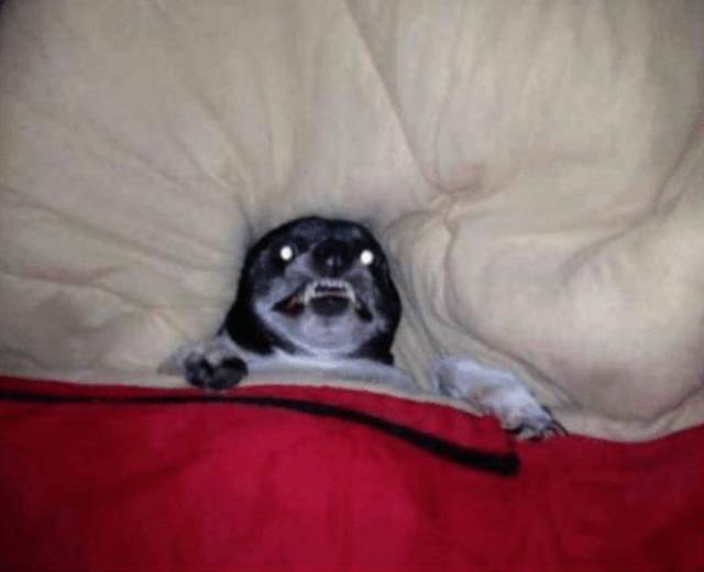 Content Image
