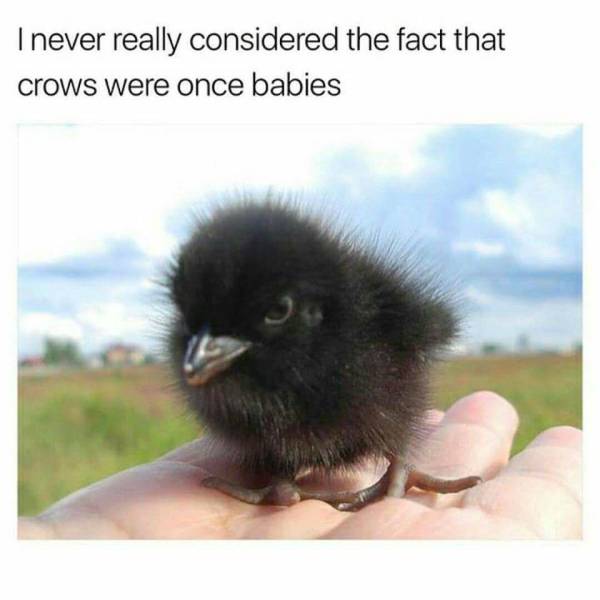 Funny Picdump