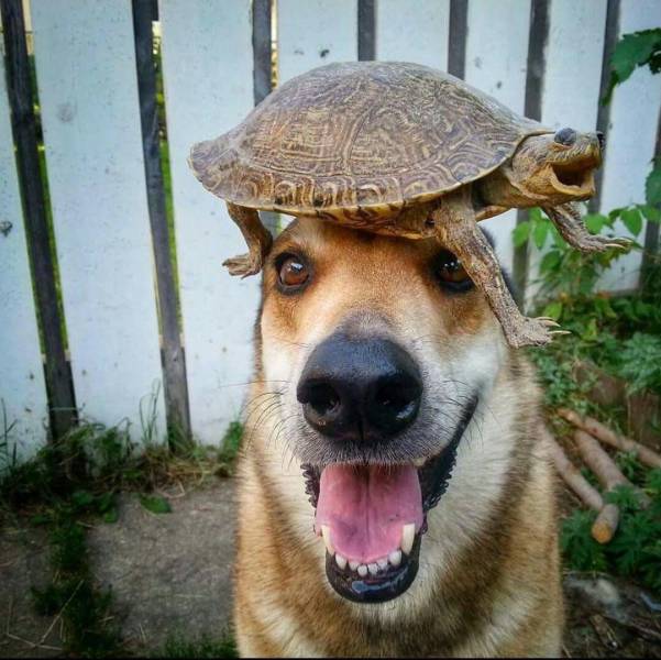 Content Image