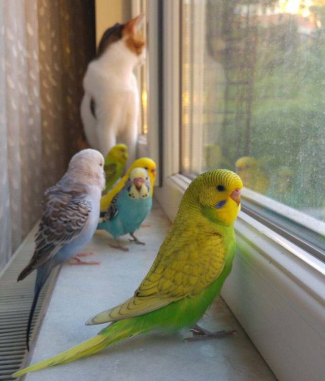 Content Image