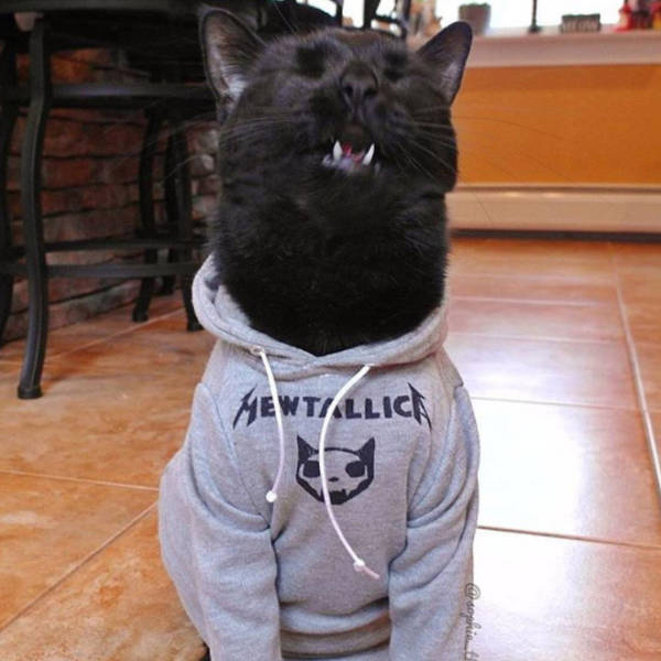 Content Image