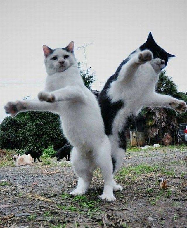 Content Image
