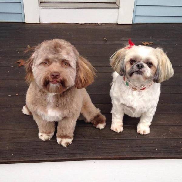 Content Image