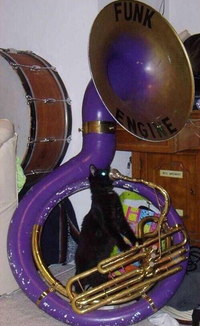 Content Image