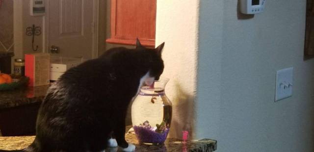 Daily Picdump