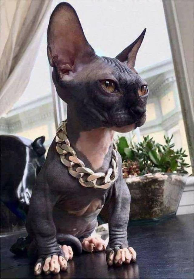 Content Image