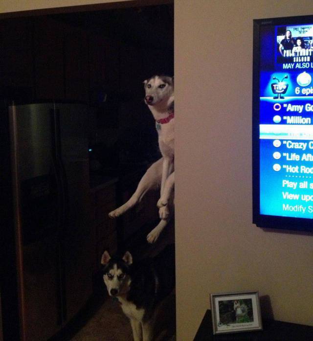 Daily Picdump