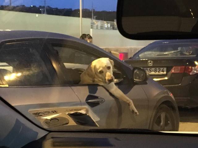 Daily Picdump