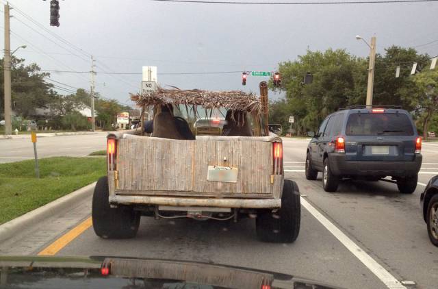Daily Picdump