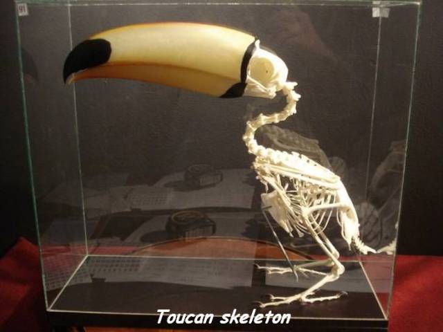 Content Image