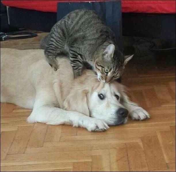 Content Image