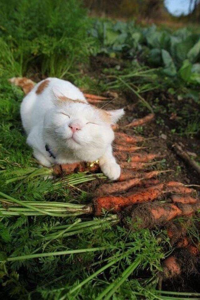 Content Image