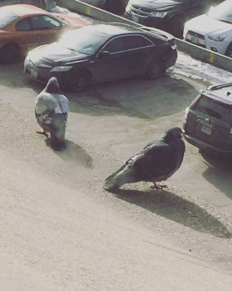 Morning Picdump