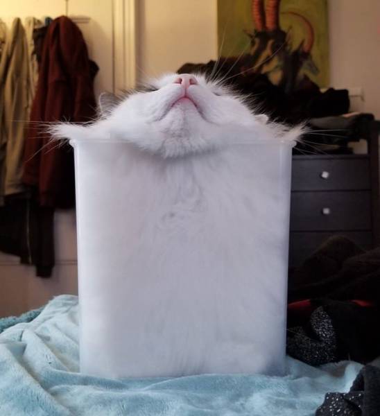 Content Image