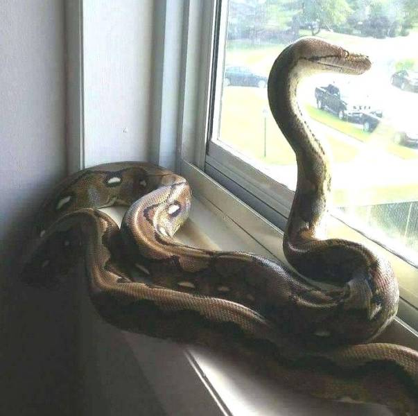 Content Image