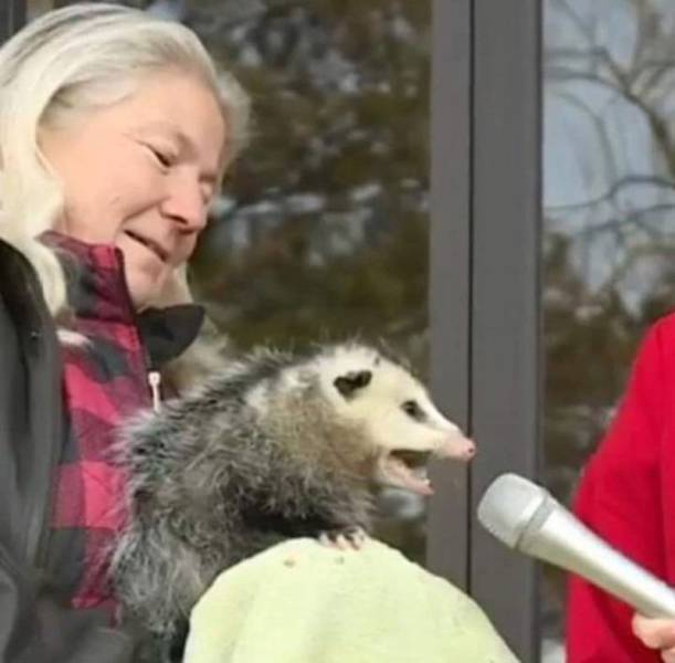 Content Image