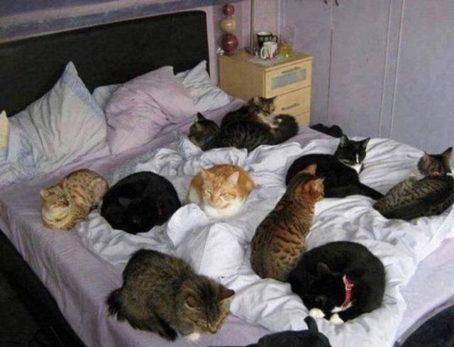 Content Image