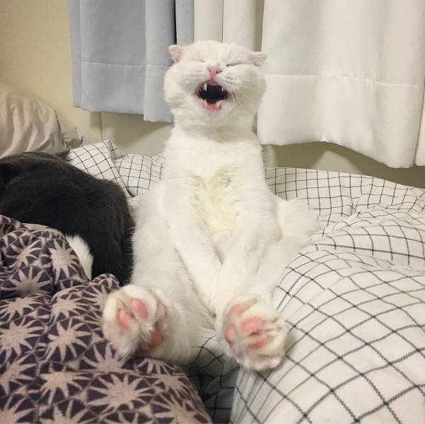 Content Image