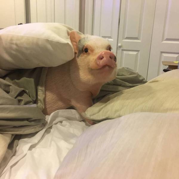 Content Image