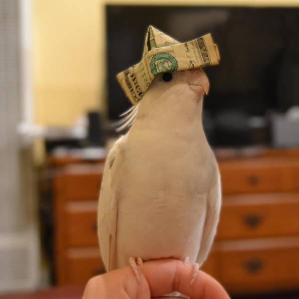 Content Image