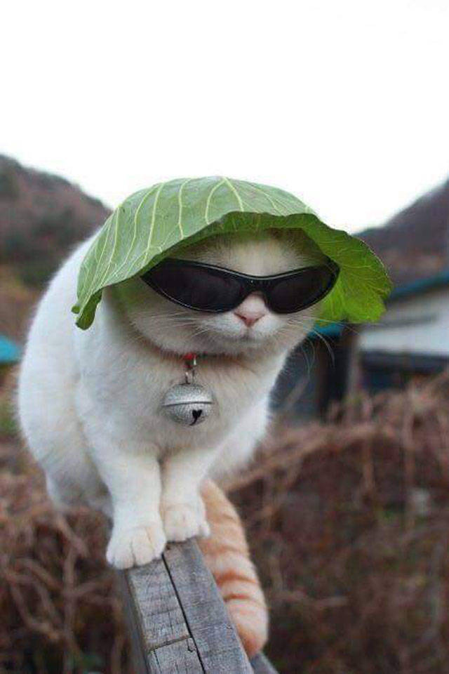 Morning Picdump