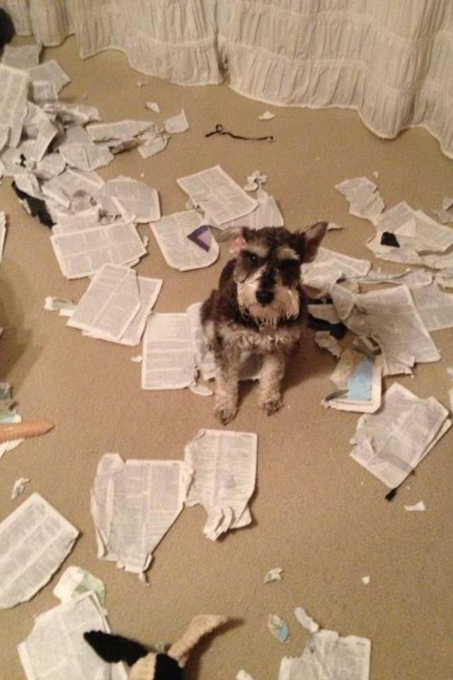 Daily Picdump