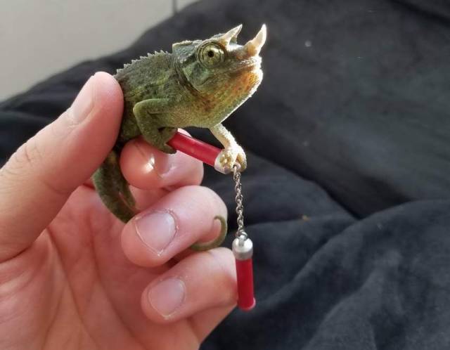 Content Image
