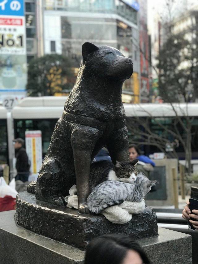 Content Image