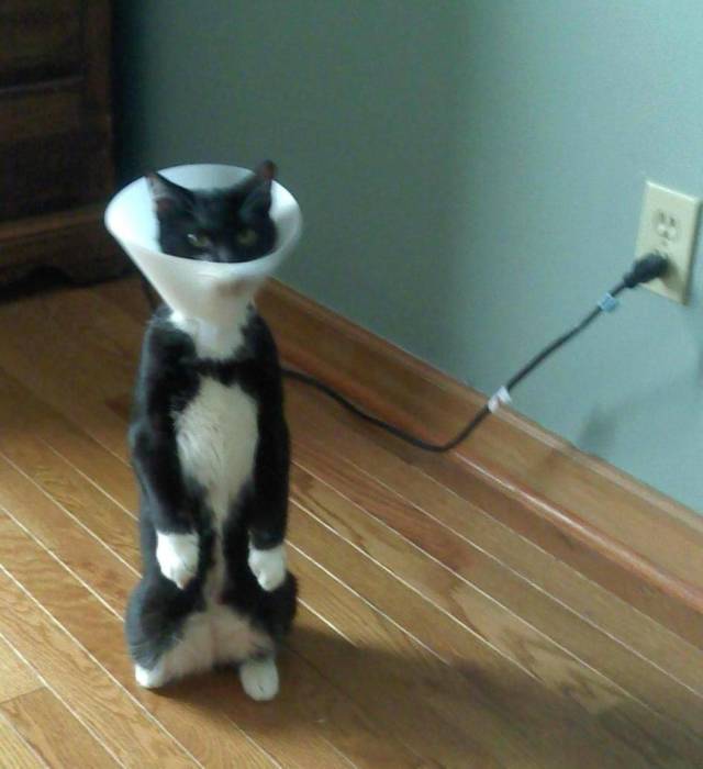 Content Image